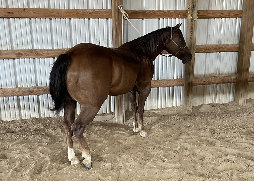 Chestnut Mare