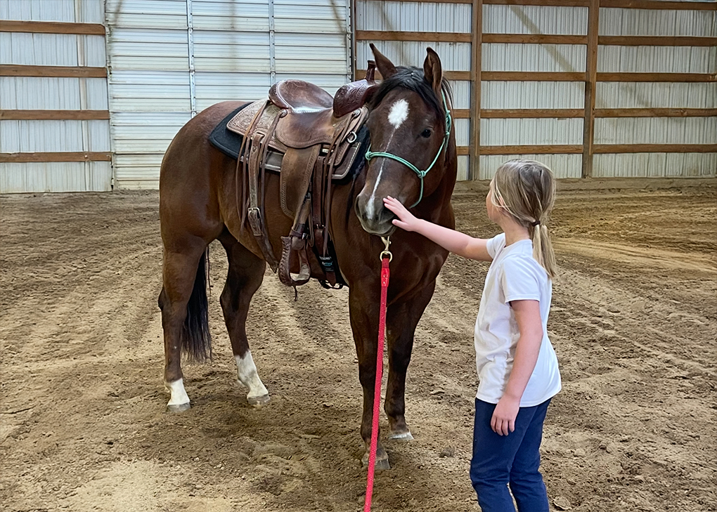 Chestnut Mare Saddled