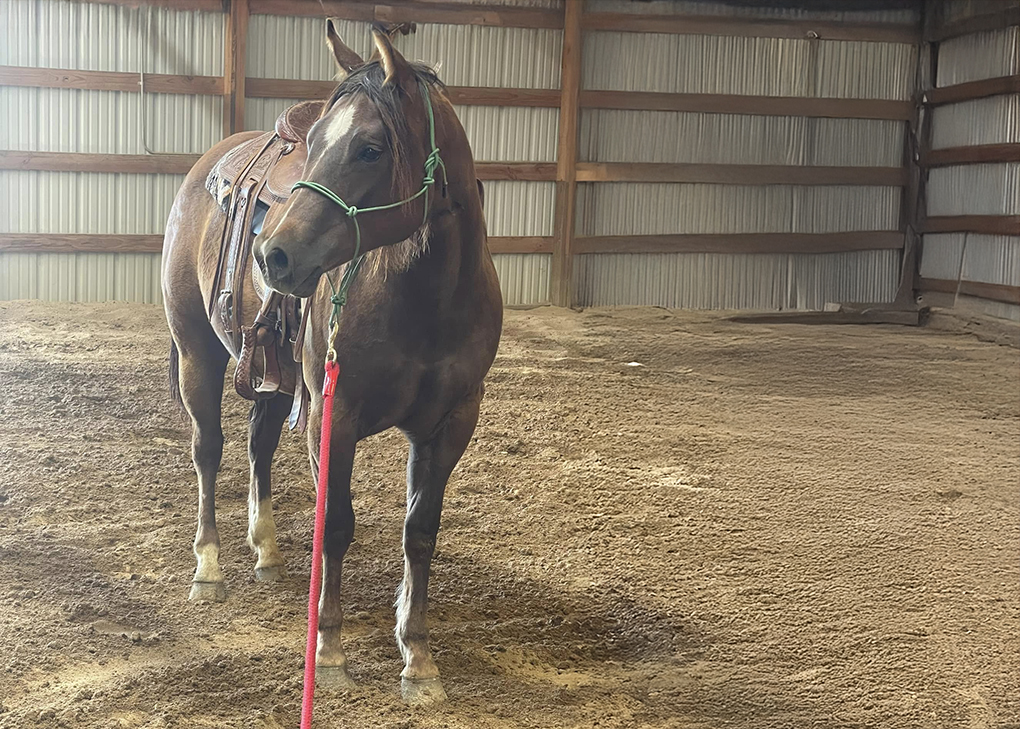 Chestnut Mare