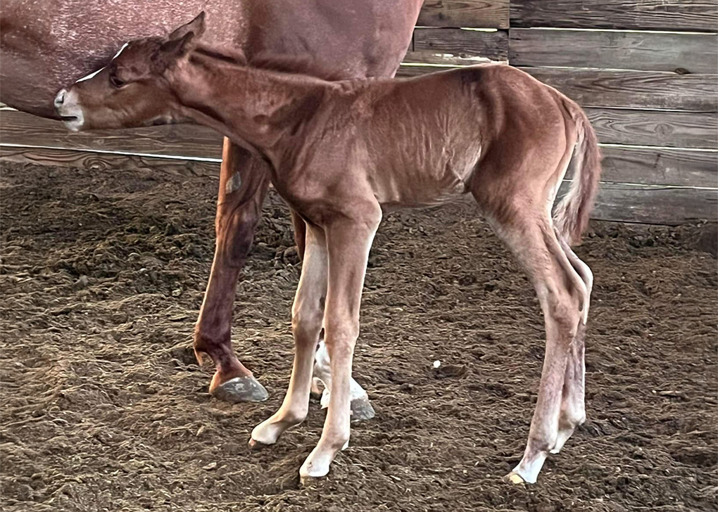 Sorrel Colt