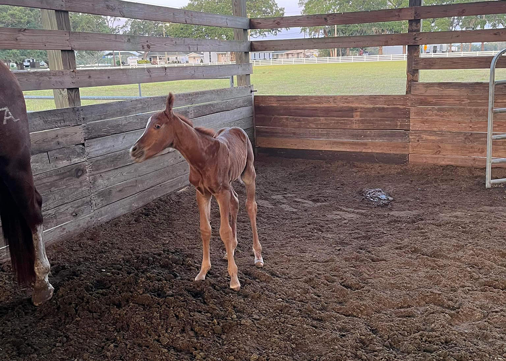 Sorrel Colt