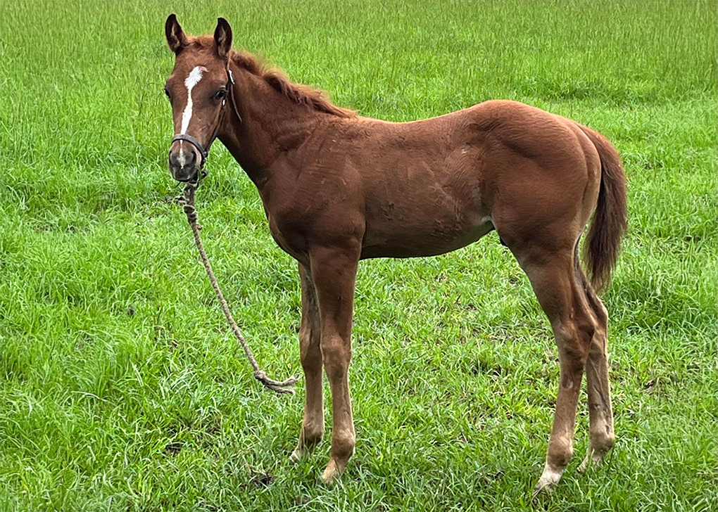 Sorrel Colt