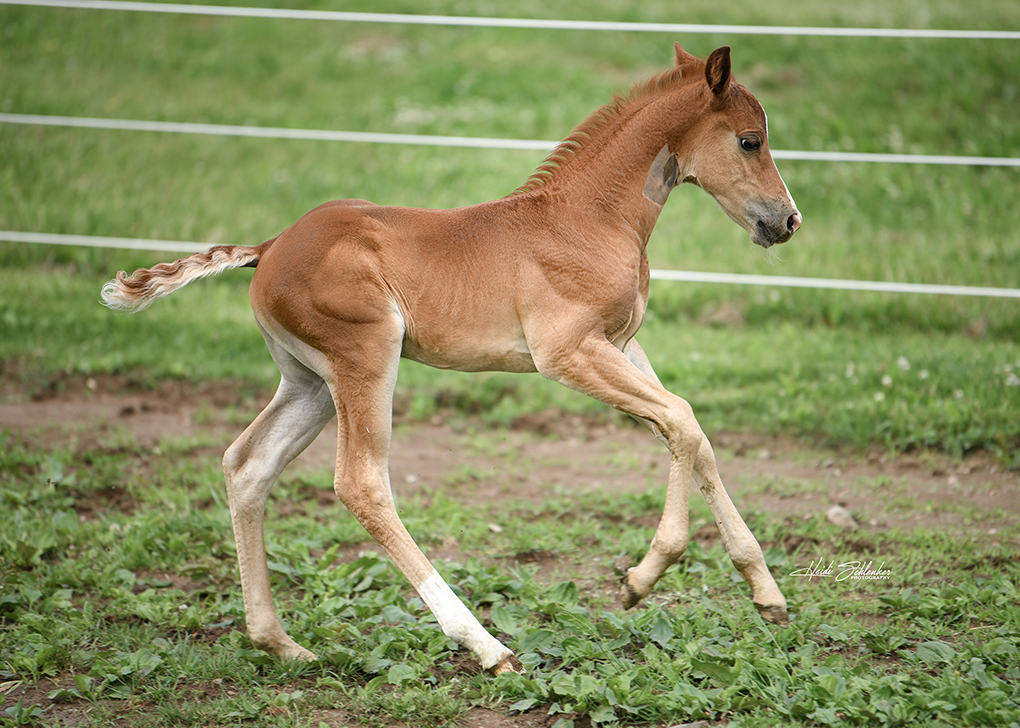 Vennom running through the pasture
