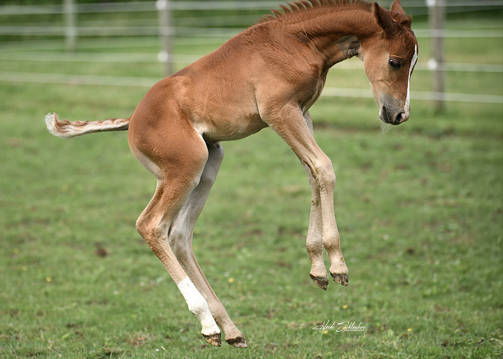 Vennom hopping