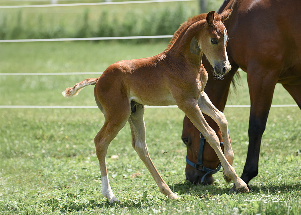 Chestnut Colt Running