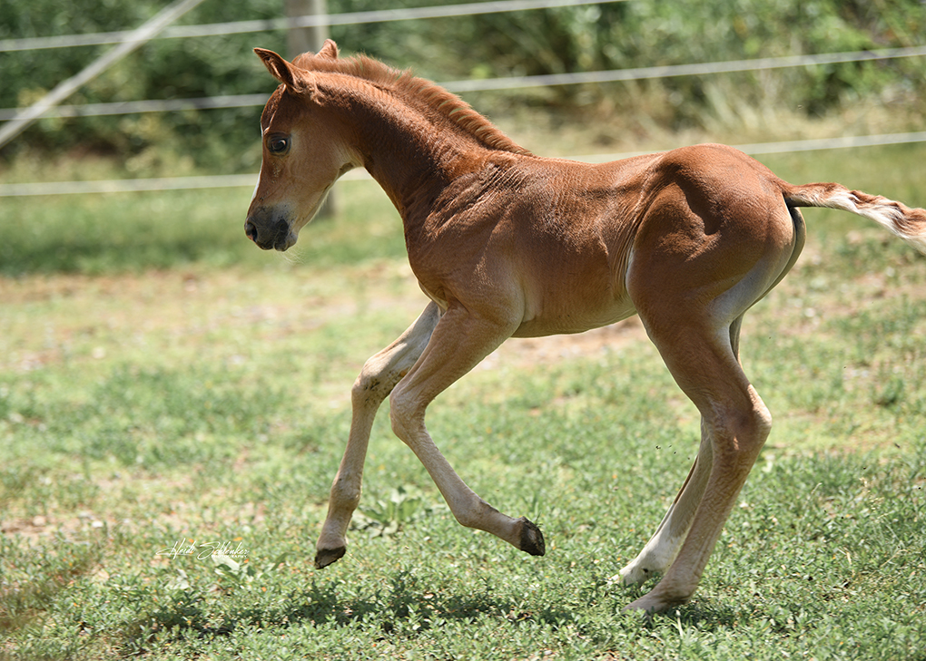 Vennom running as a foal