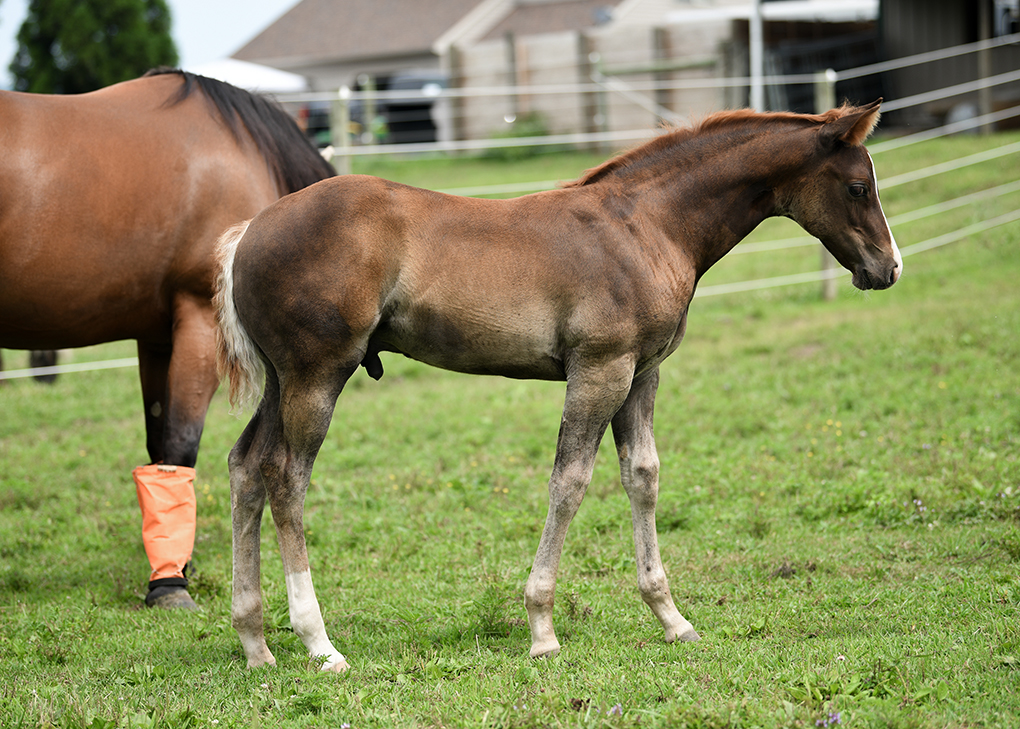 Vennom weanling profile