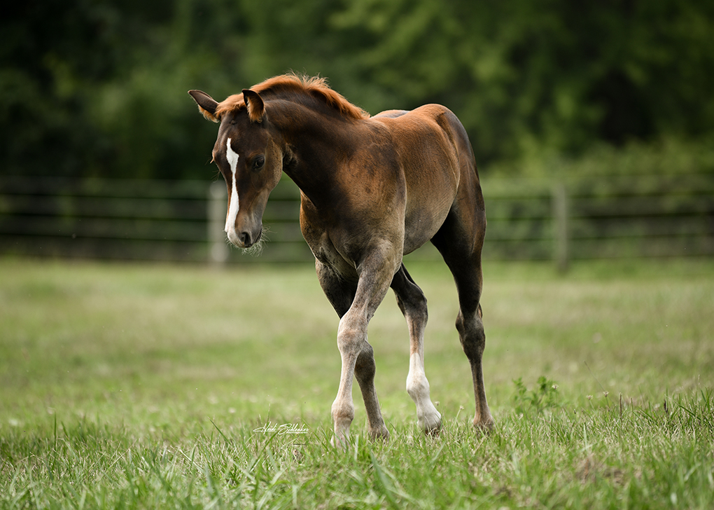 Vennom trotting through pasture