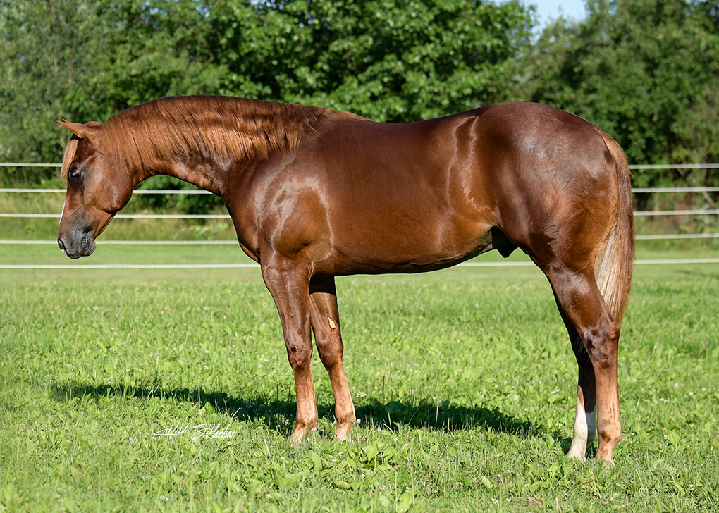 Vennom yearling profile