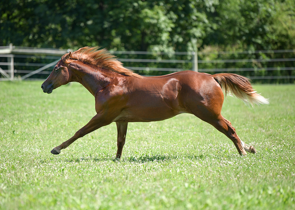 Vennom running in pasture