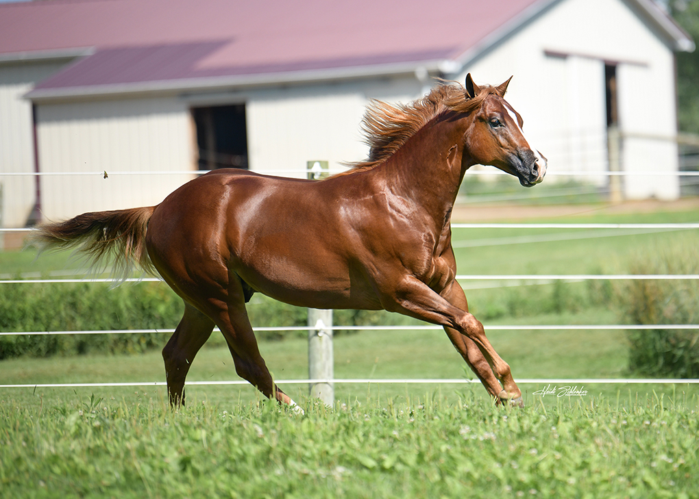Vennom running as a 2 yr old