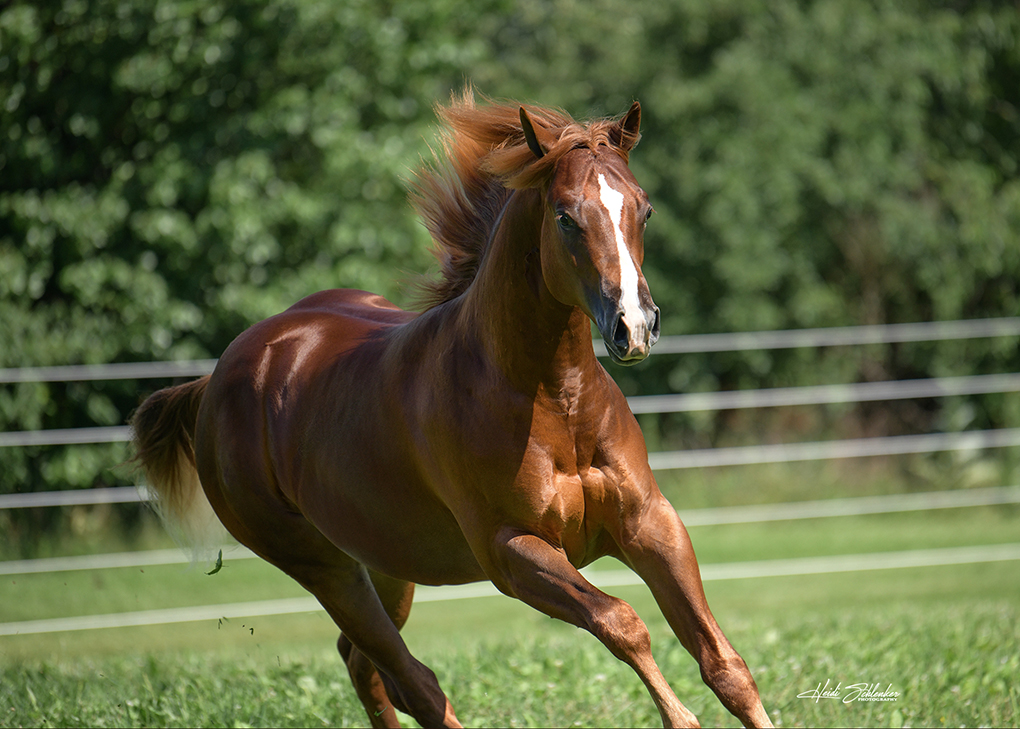 Vennom running