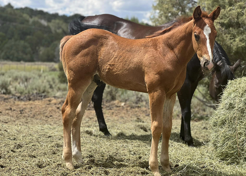 Chestnut Colt