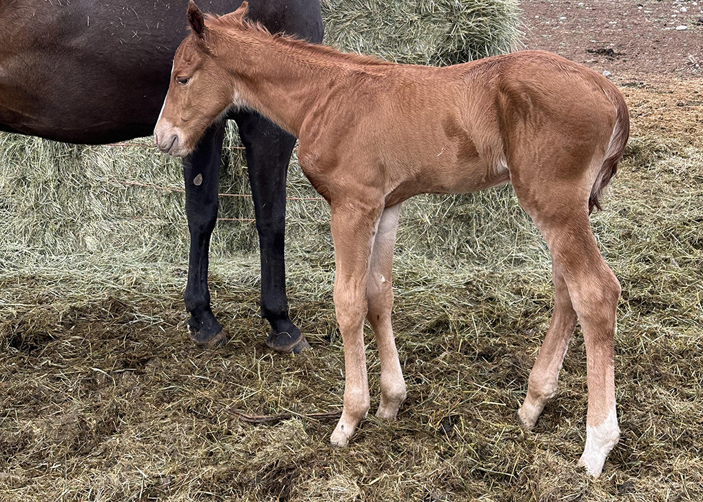 Chestnut Colt