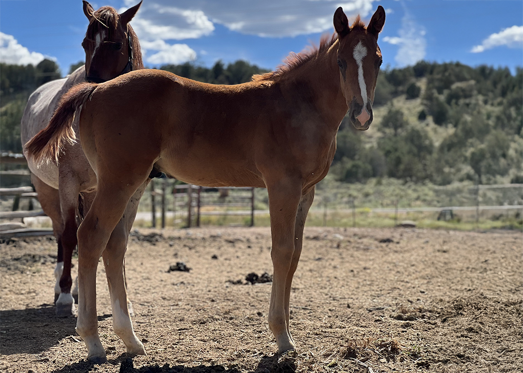 Chestnut Colt