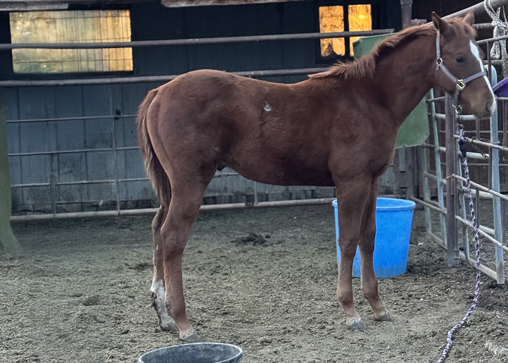 Chestnut Colt
