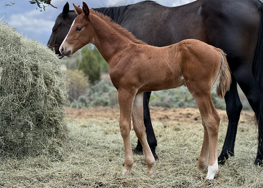 Chestnut Colt