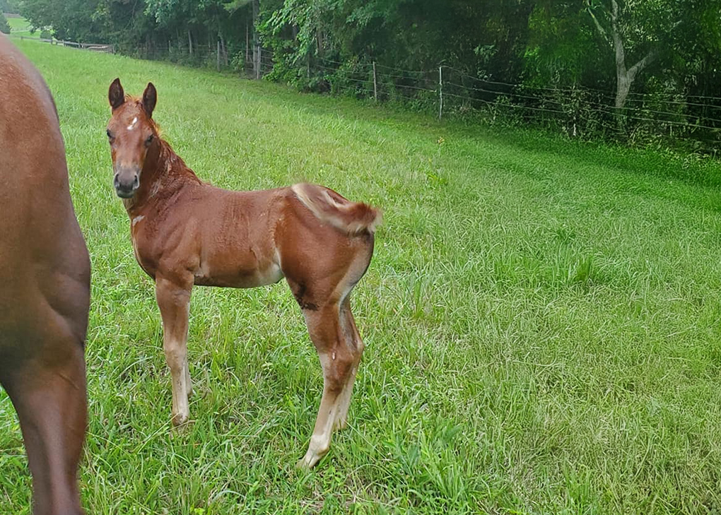 Sorrel Filly