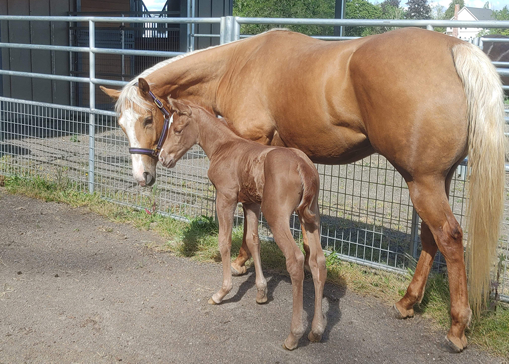 Palomino Colt