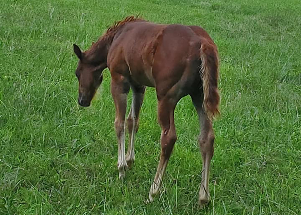 Sorrel filly