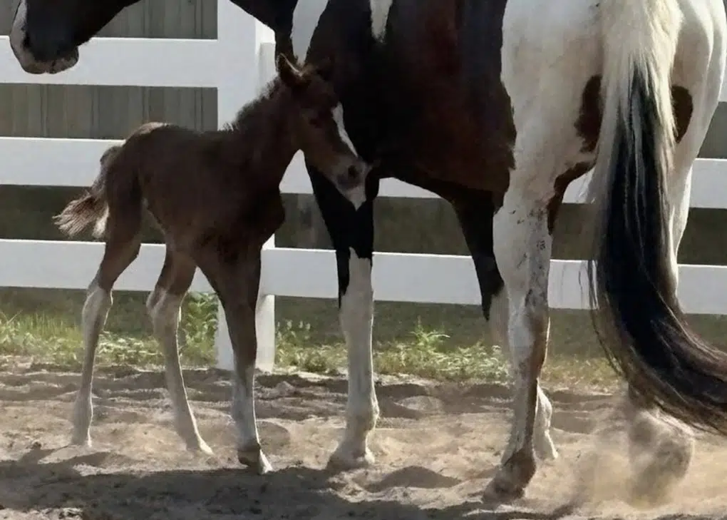 Sorrel Tobiano filly
