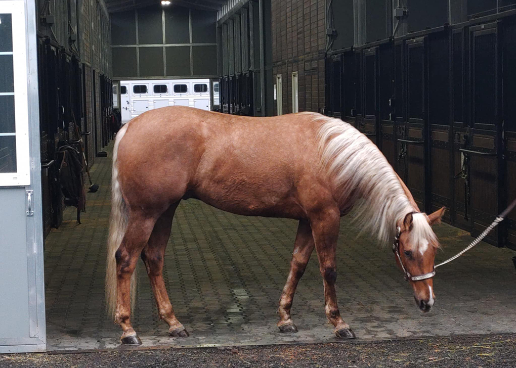 Palomino Colt