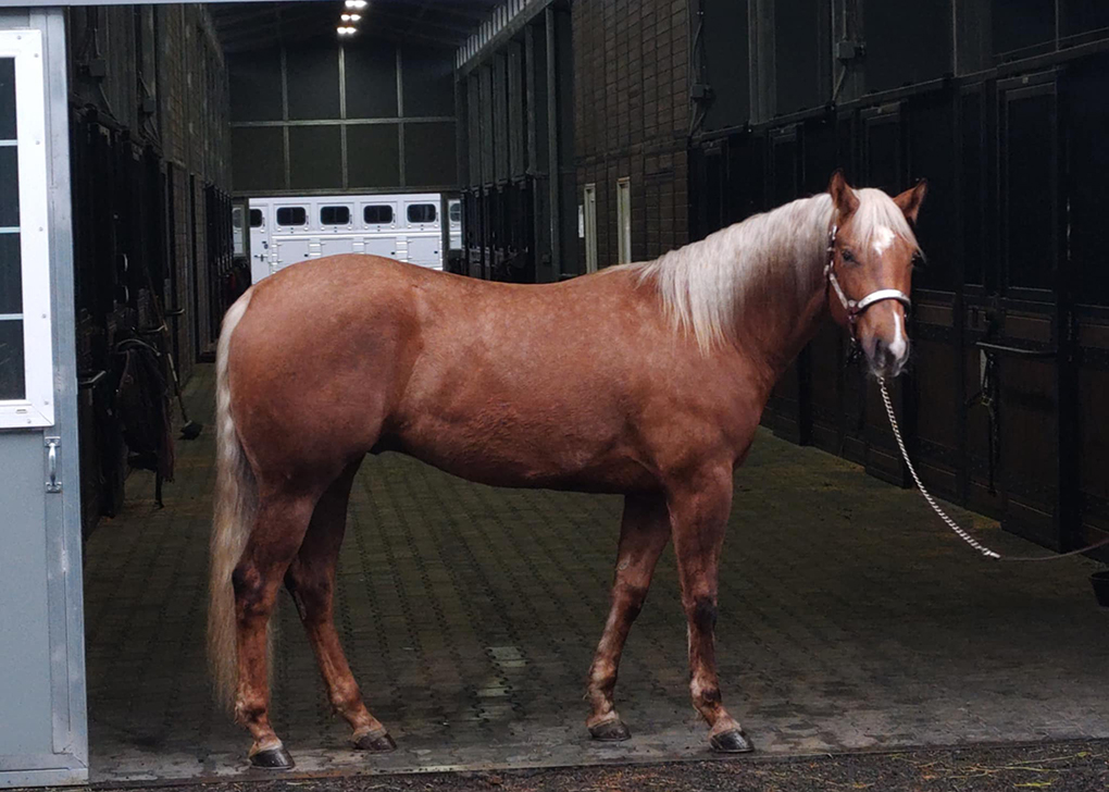 Palomino Colt