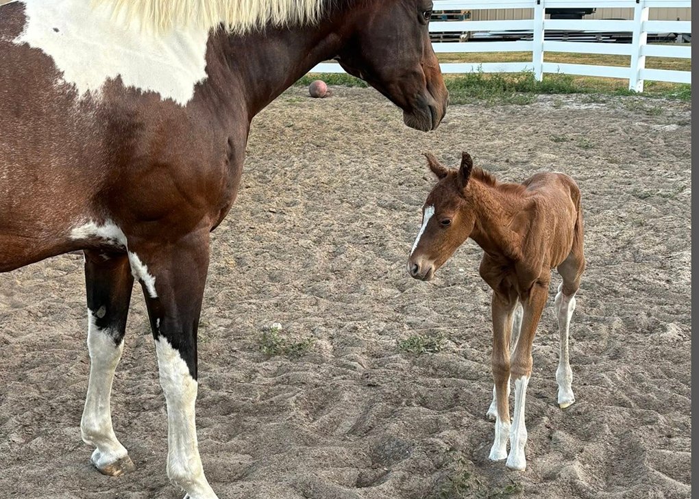 Sorrel tobiano filly