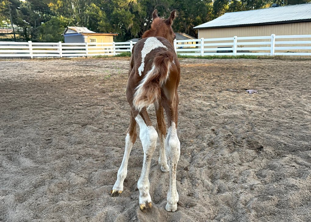 Volturi x DocsHollywoodStar 4 1020
