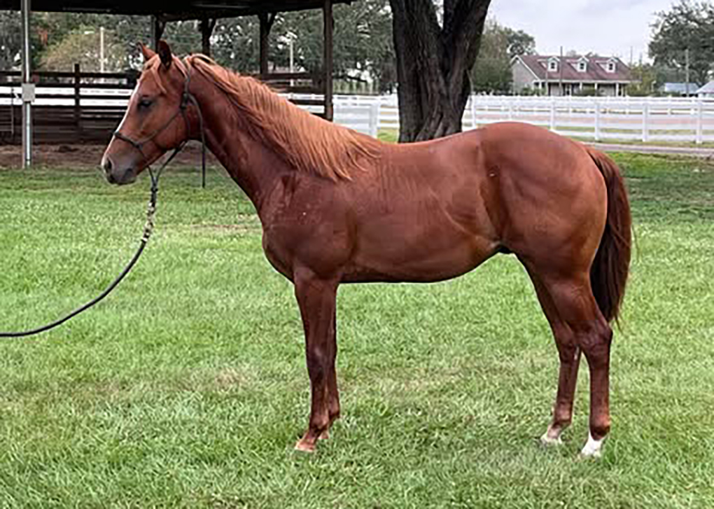 Sorrel Colt