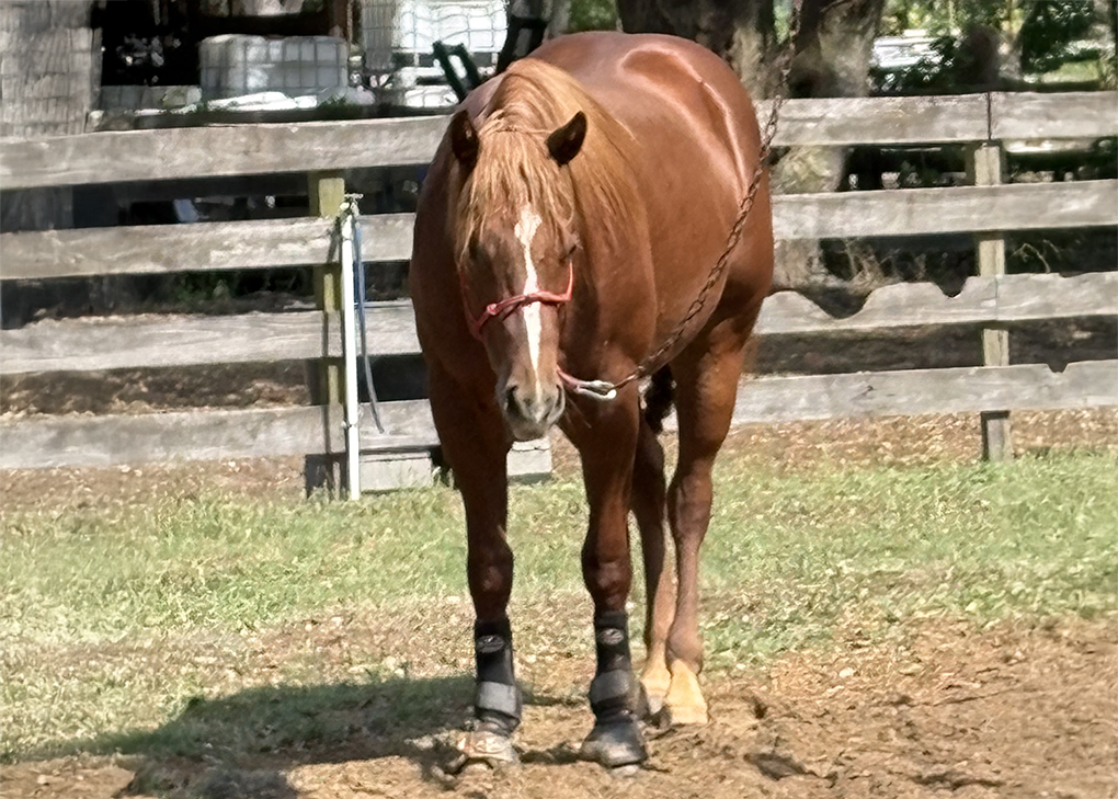 Sorrel Colt