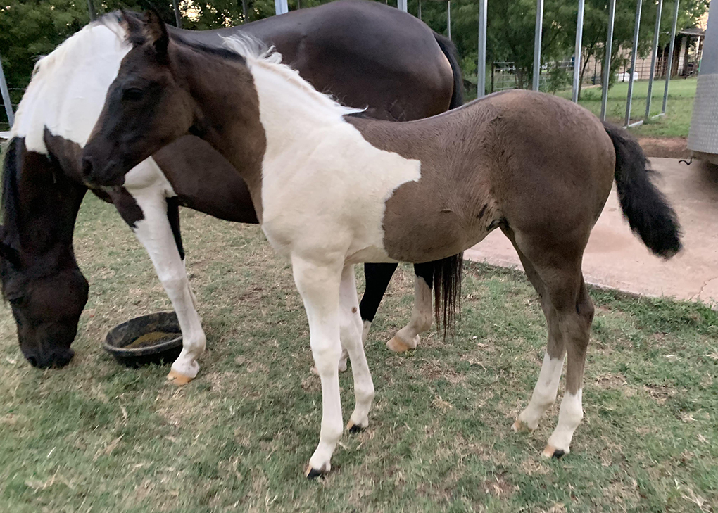 Black Tobiano Filly