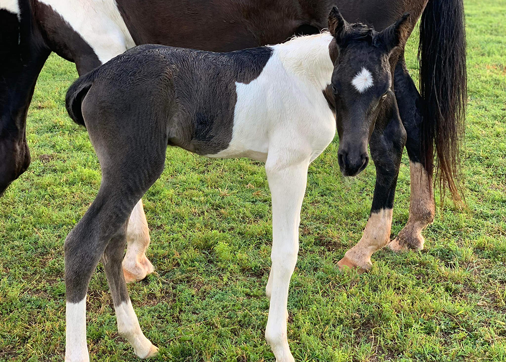 Black Tobiano Filly