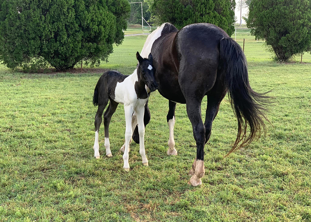 Black Tobiano Filly