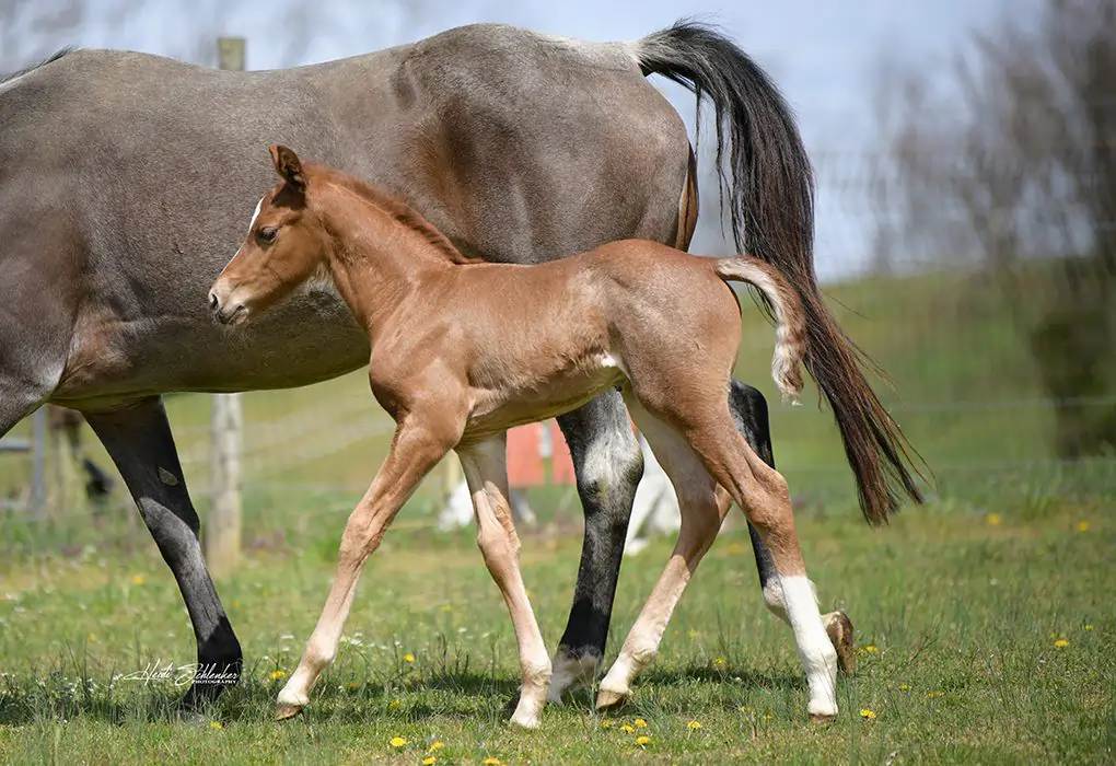 Red roan colt by Volturi out of a daughter of Open For Sugestion x TB mare. 