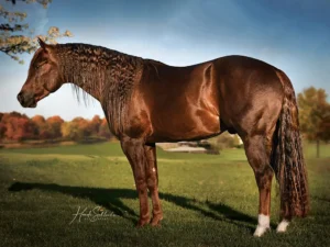 AQHA Hall of Fame Pedigree Analysis: Volturi’s Legacy