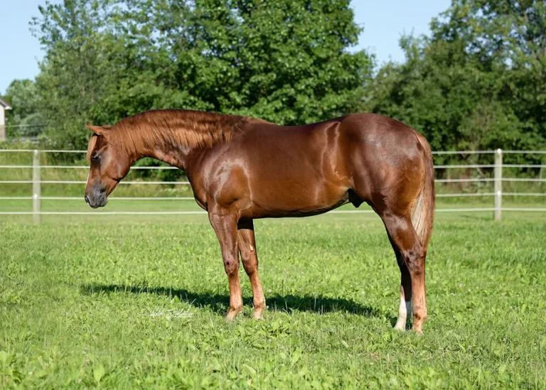 Vennom Profile