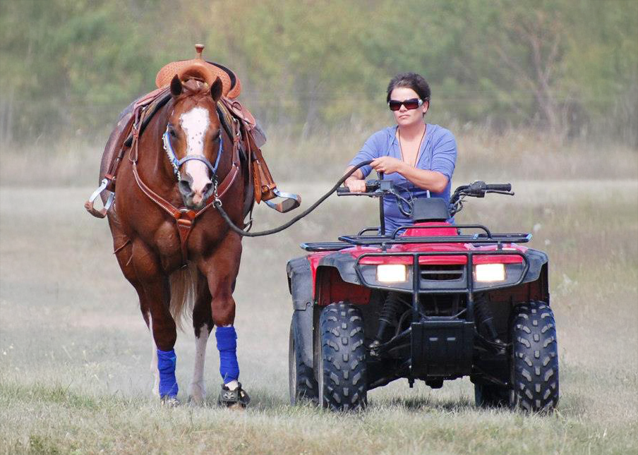 bone building for horses through conditioning