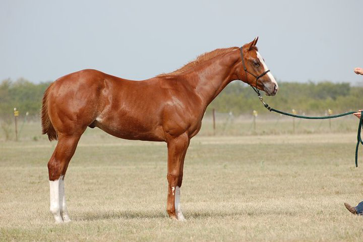Right side profile FG Totally A Charmer as a weanling