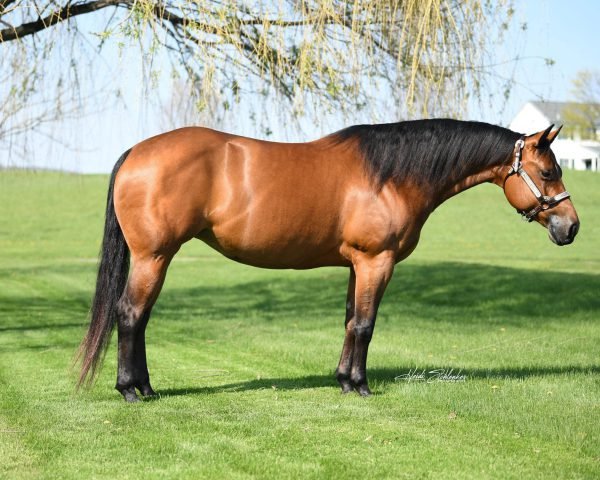 Coarse head horse conformation example
