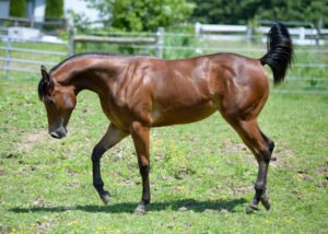 Mitochondrial DNA in Horse Breeding: Your Stallion Ain’t Jesus and Your Mare Ain’t the Virgin Mary