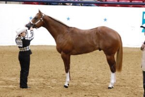 Read more about the article Keeping a Show Coat During the Winter – Proven Tips for a Sleek, Show-Ready Horse