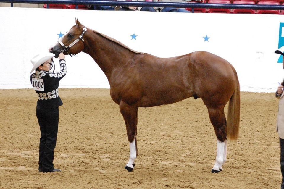 You are currently viewing Keeping a Show Coat During the Winter – Proven Tips for a Sleek, Show-Ready Horse