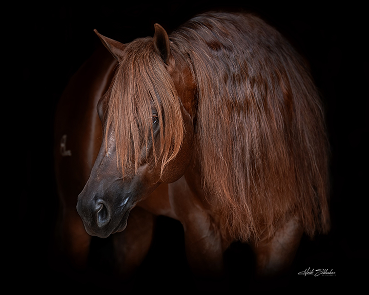 Volturi horse hair maintenance routine
