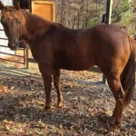 A Smoking Invitation, Volturi foal