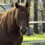 A Smoking Invitation, Volturi foal