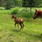 Athena, Volturi foal