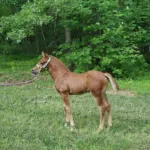Clabber Reimagined, Volturi foal