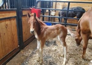 Clabbers Easy Whiz, Volturi foal