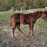 Dangerous By Design, Volturi foal